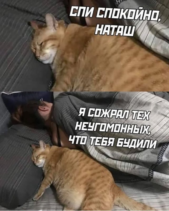 Мемы с котиками
