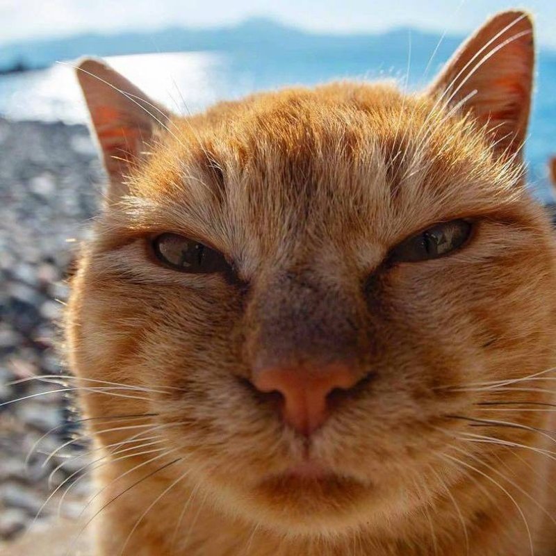 Смешной кот