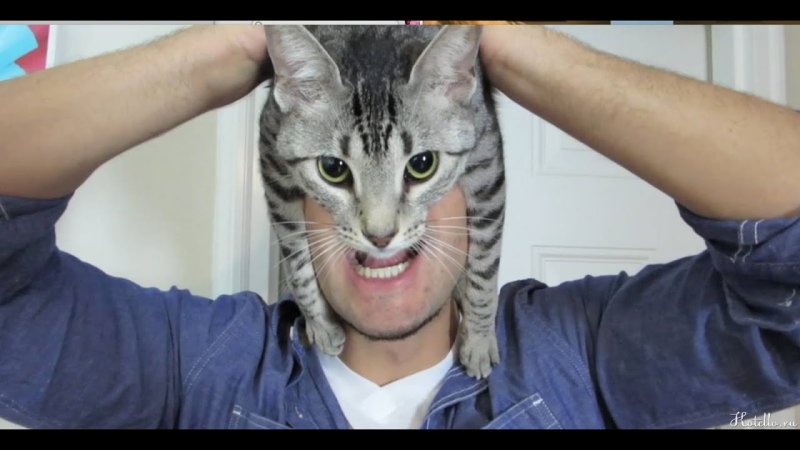 Смешные кошки на голове