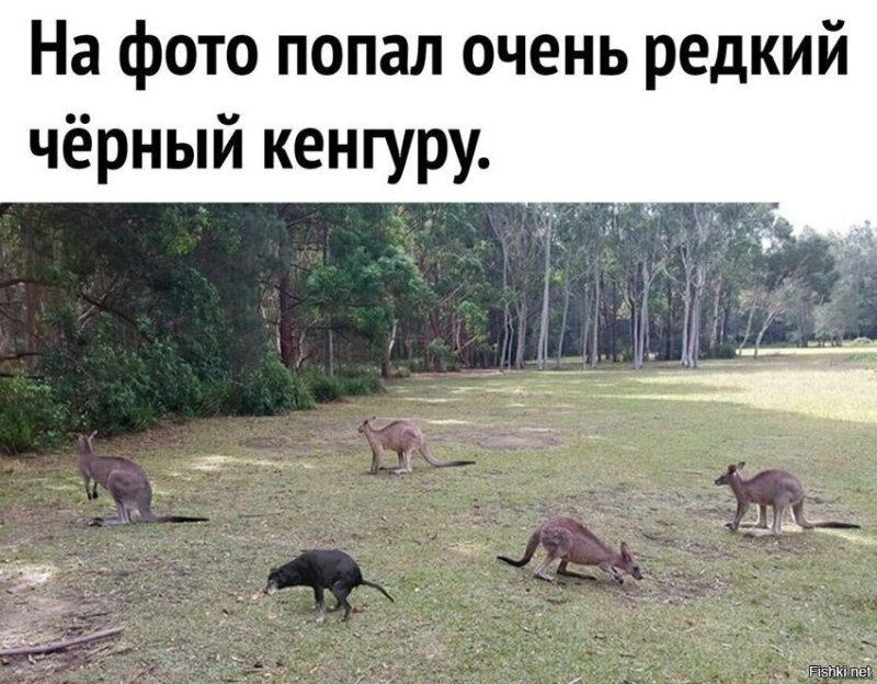 Кенгуру прикол