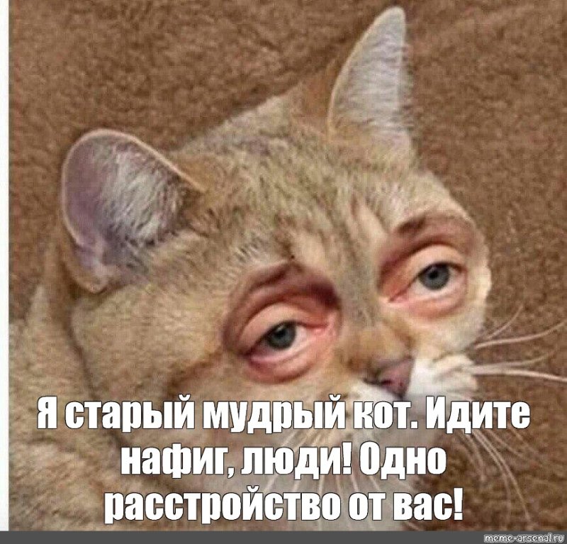 Коты мемы старые