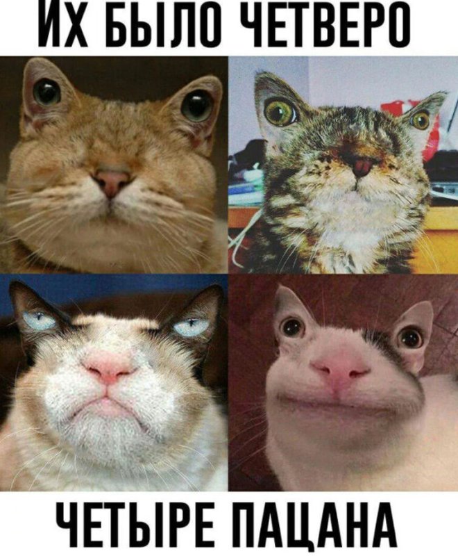 Коты из мемов