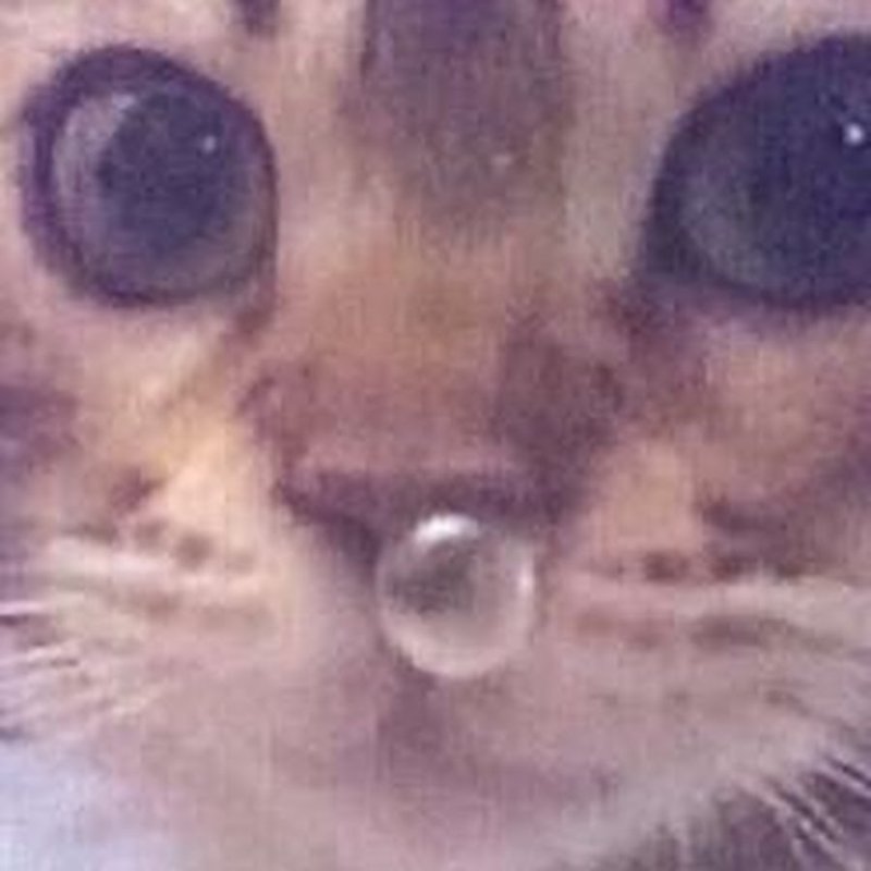 Сопливый кот