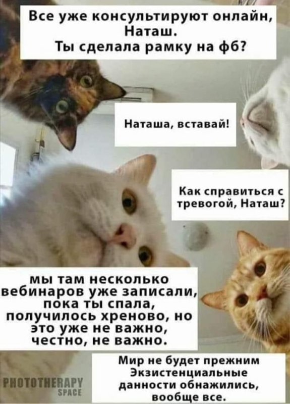 Мемы с котом
