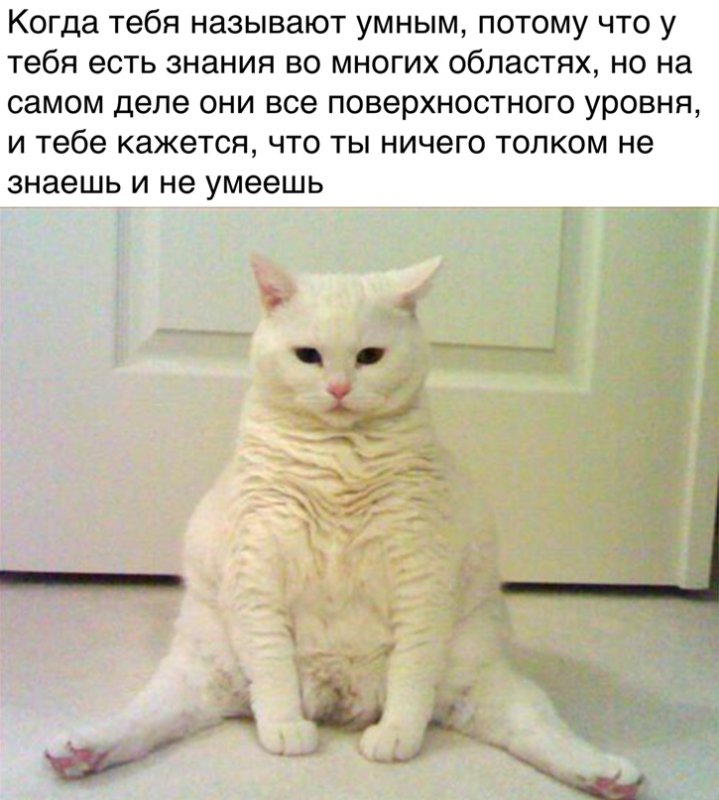Дерзкий кот
