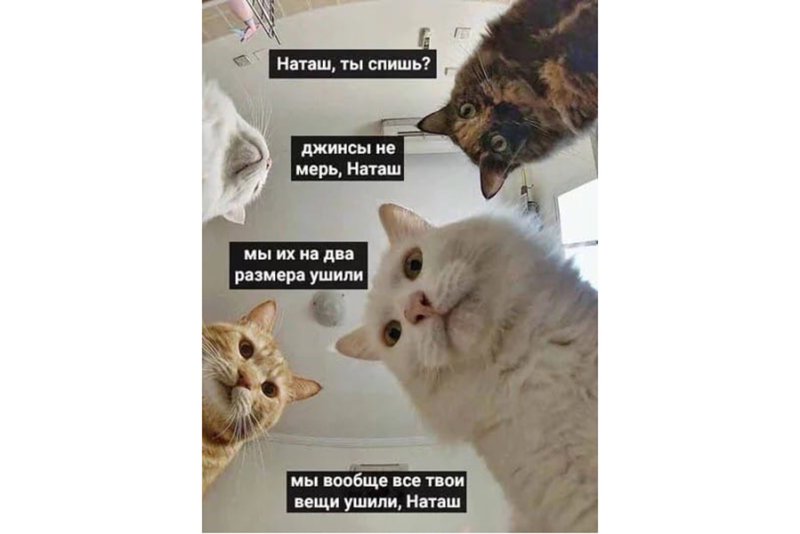 Мемы с котом
