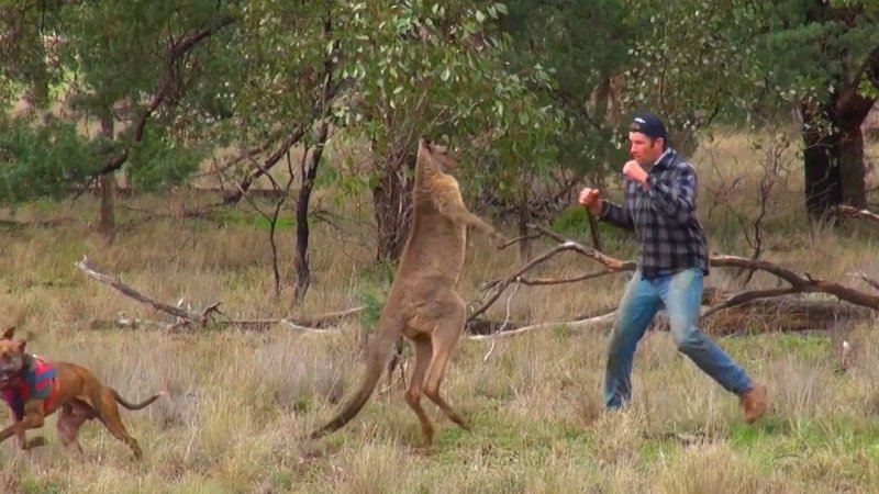 Кенгуру дерется с человеком