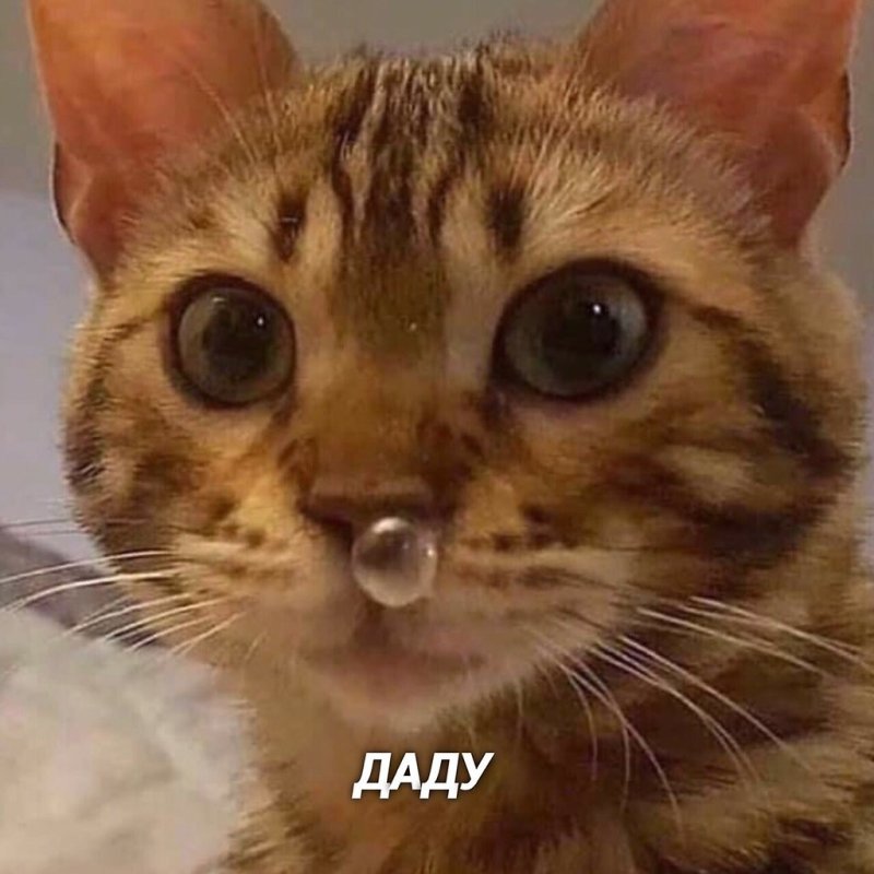 Мемы с котом