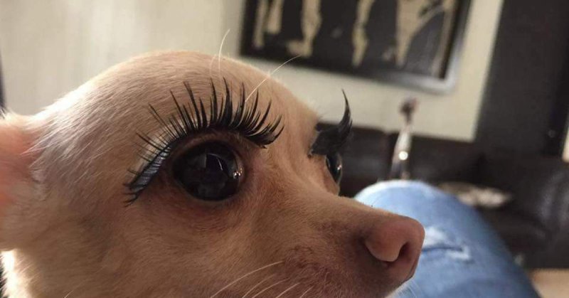 Собака с нарощенными ресничками