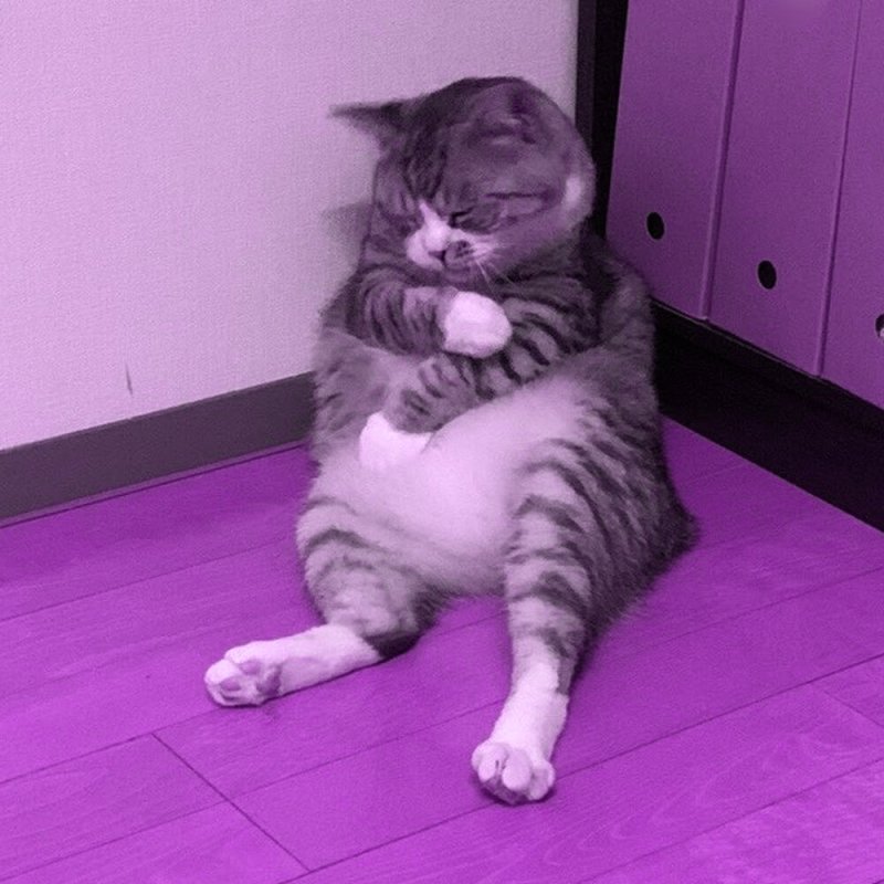 Заспанный кот