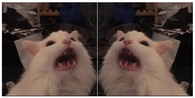 Орущий кот Мем