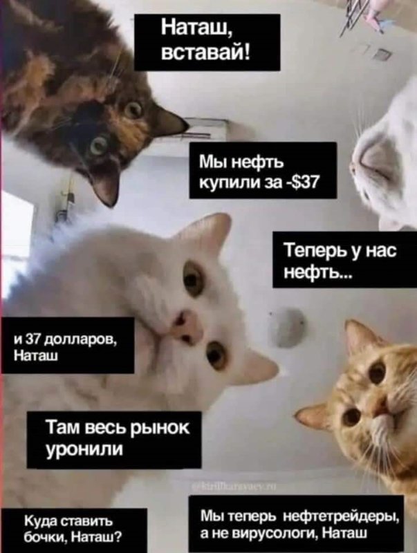 Мемы с котами и Наташей