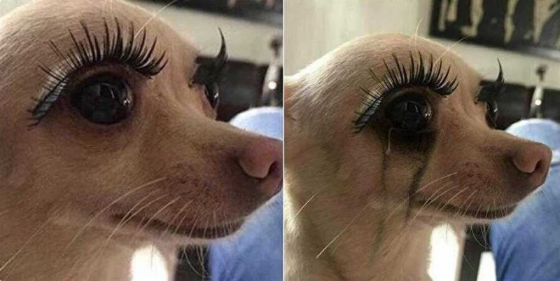 Собака с нарощенными ресницами