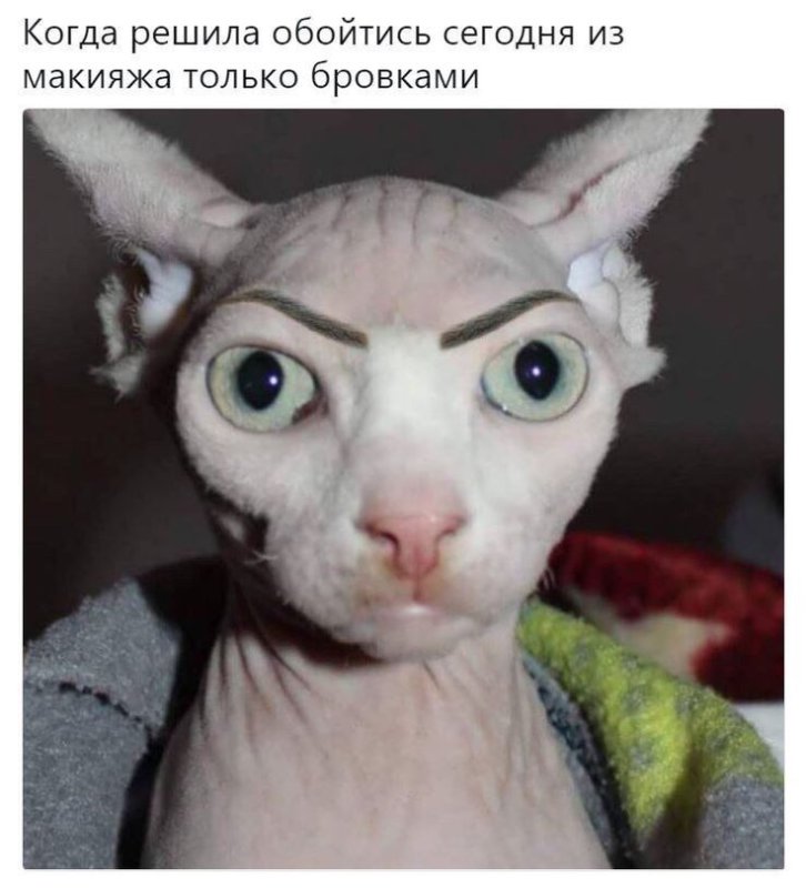 Кошка с накрашенными бровями