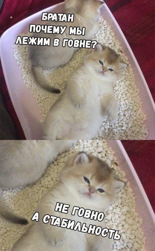 Лежачий котенок Мем