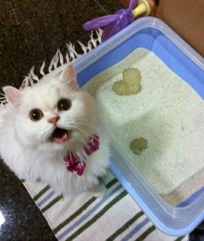 Котики приколы