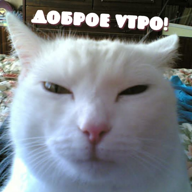 Кот щурится