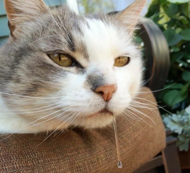 Чихающие коты