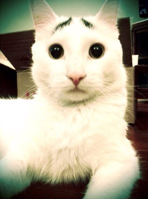 Кот с накрашенными бровями