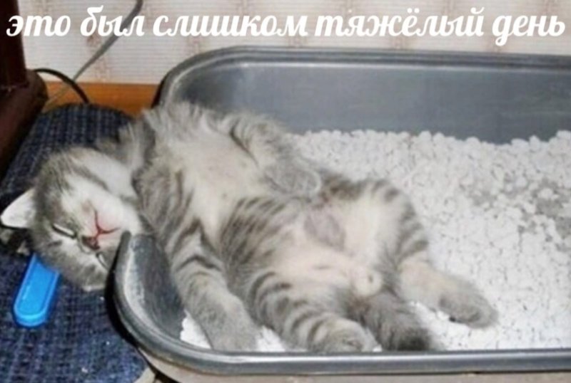 Котенок спит в лотке