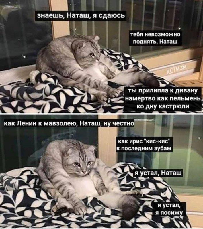 Мемы с котиками