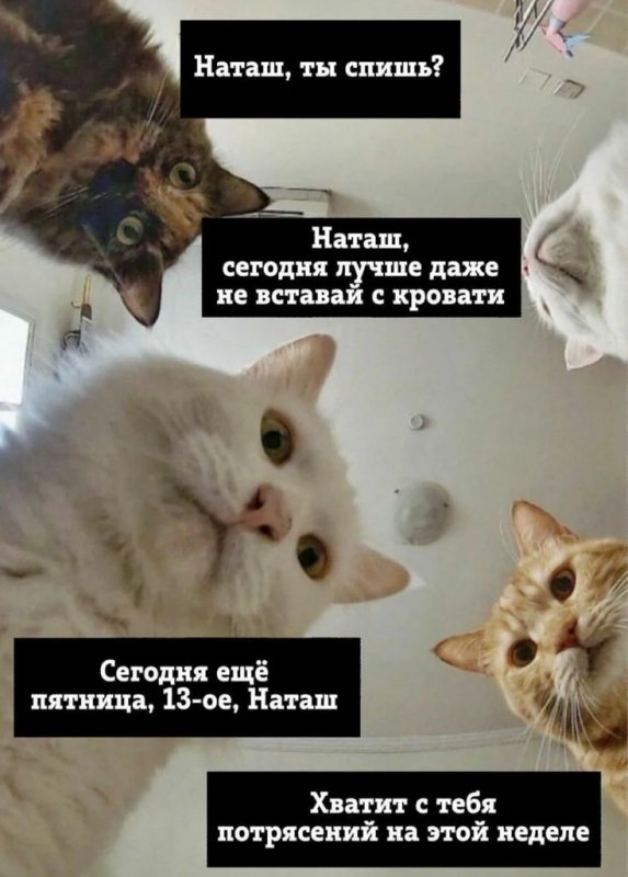 Наташа и коты приколы