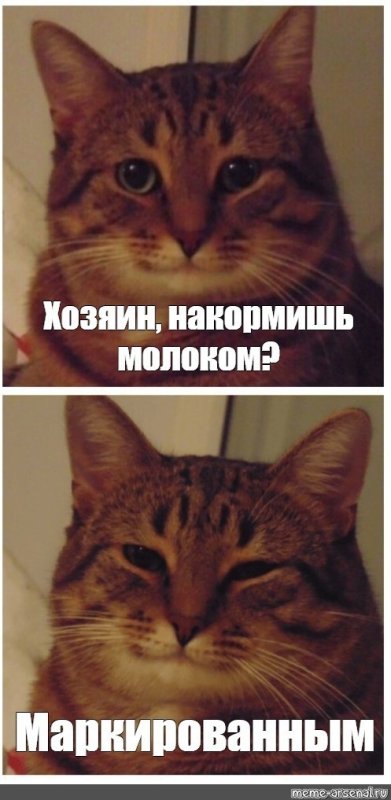 Кот Мем