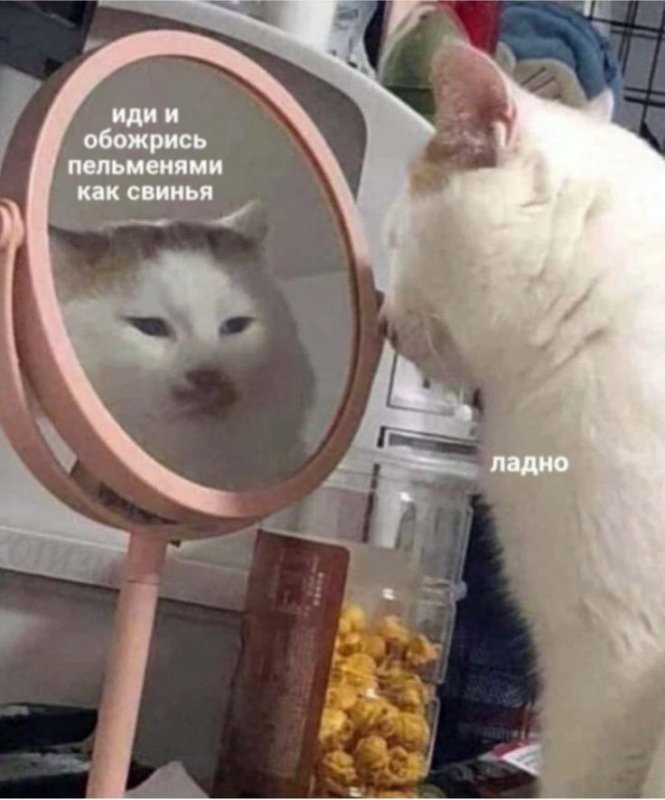 Кот пельмешка