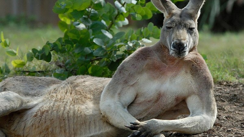 Кенгуру самка