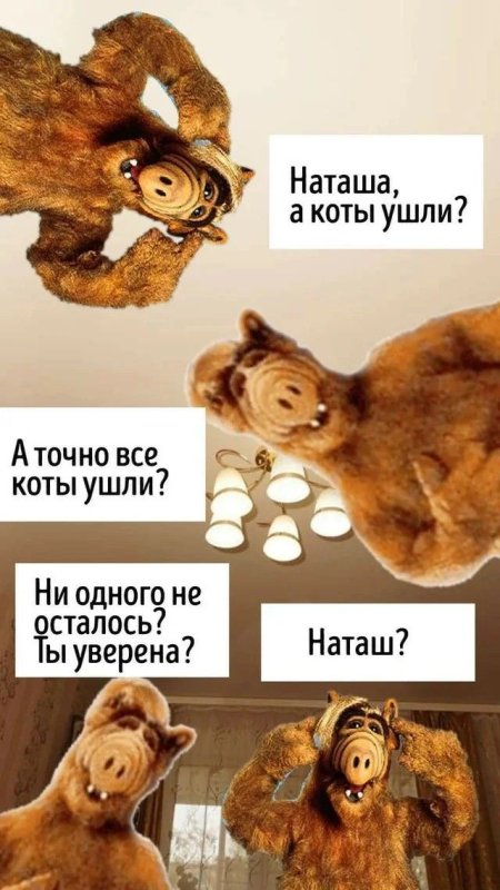 Мемы с котами и Наташей
