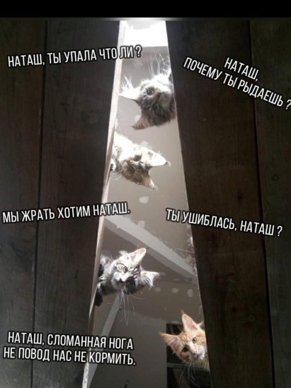 Наташа и коты мемы