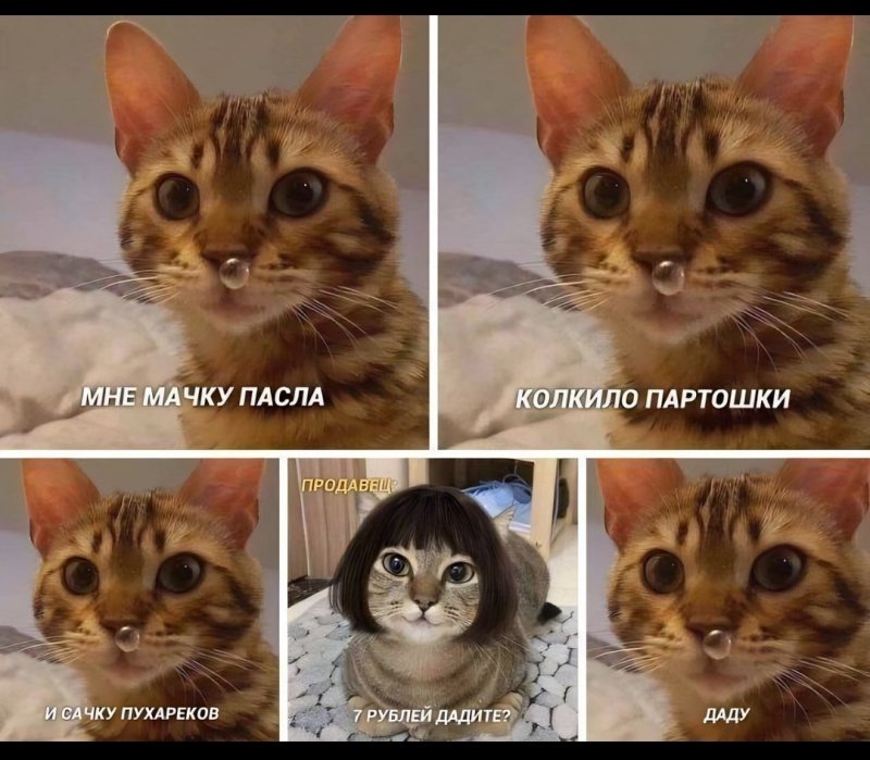 Кот Мем