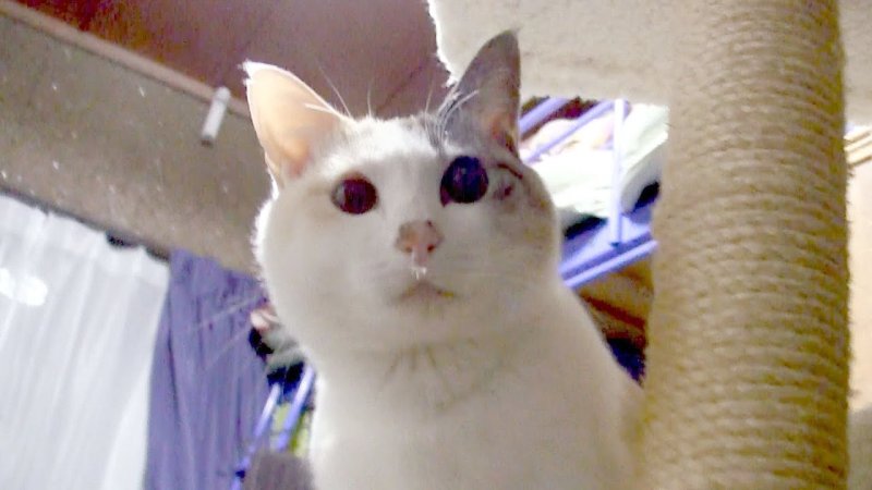 Сопливый котик