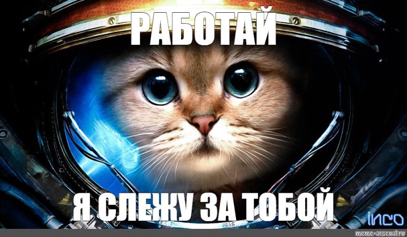 Коты космонавты