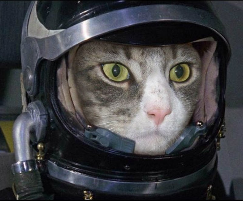Кот космонавт