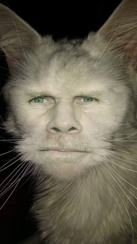 Рон Перлман кот