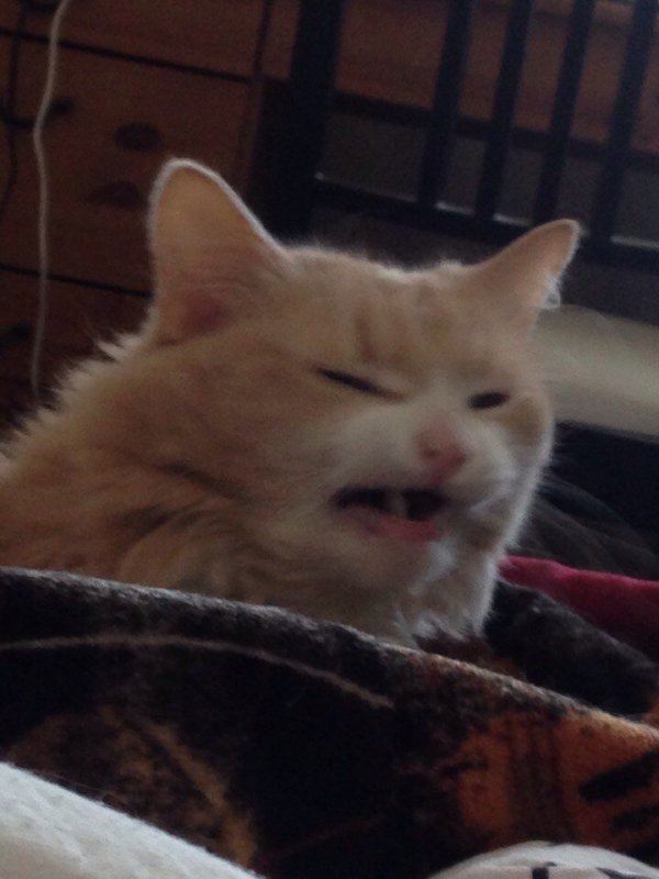 Кот из мемов