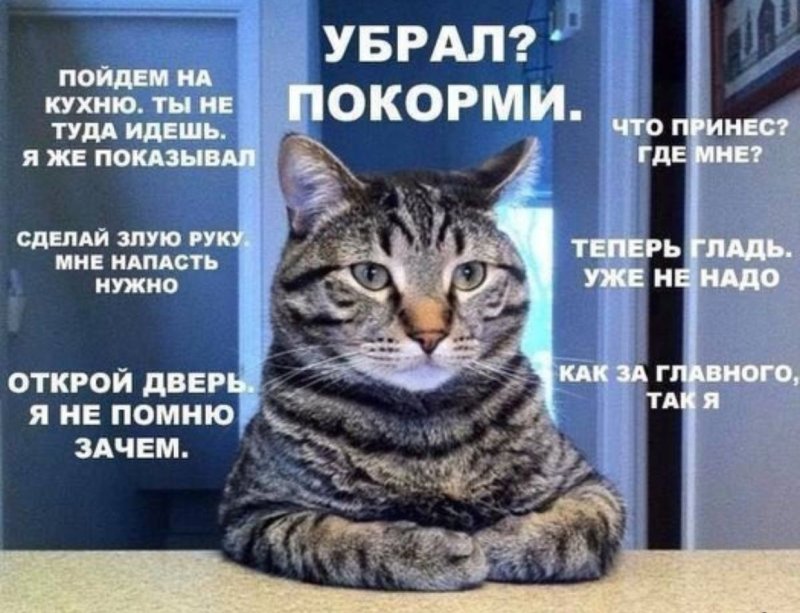 Серьезный кот