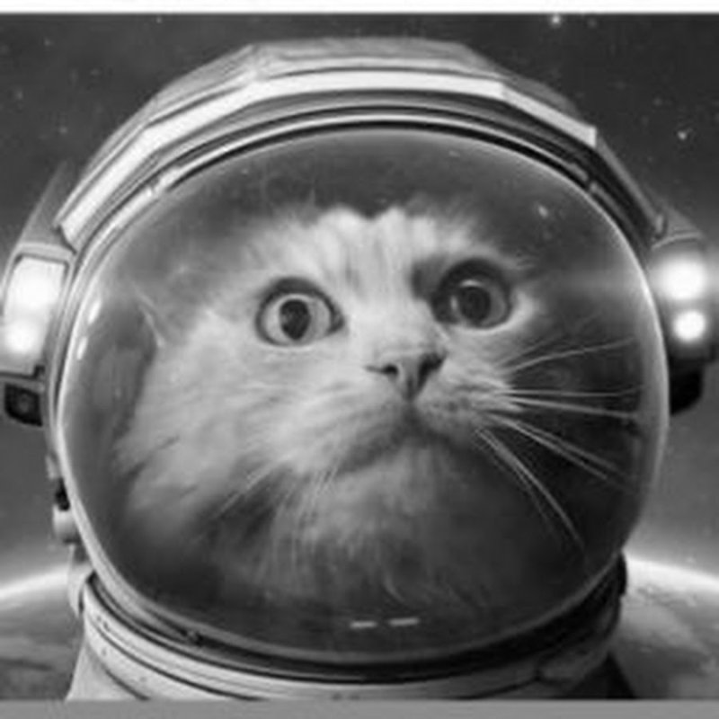 Котик в скафандре