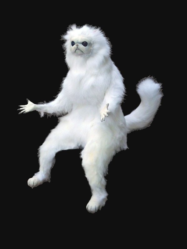 Белый кот Мем