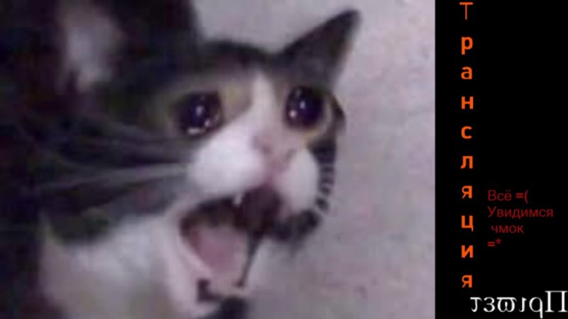 Мем кот плачет и орет