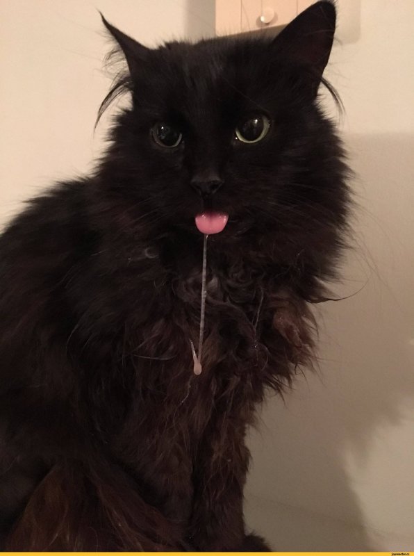 Слюнявый кот