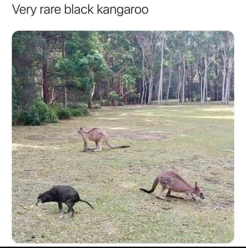 Кенгуру и собака