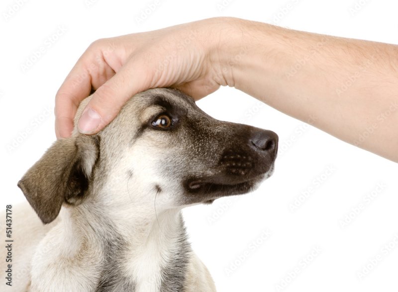 Поглаживание собаки