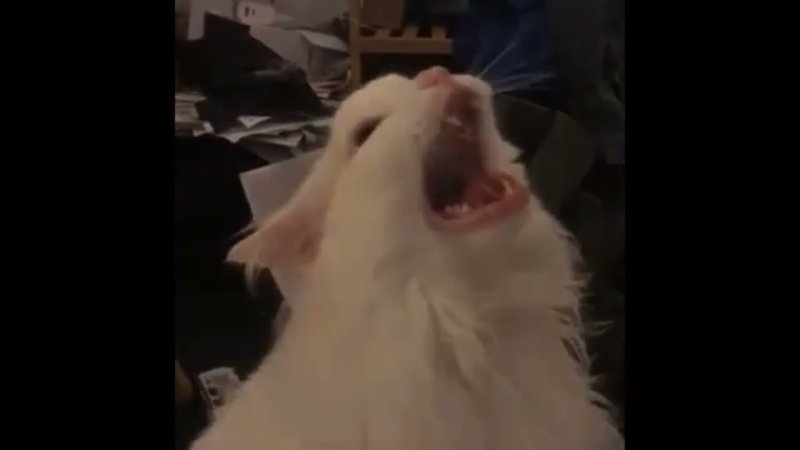 Кот кричит Мем