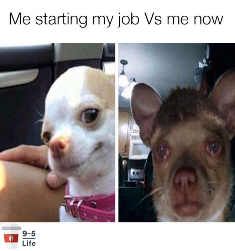 Чихуахуа с соплей из носа