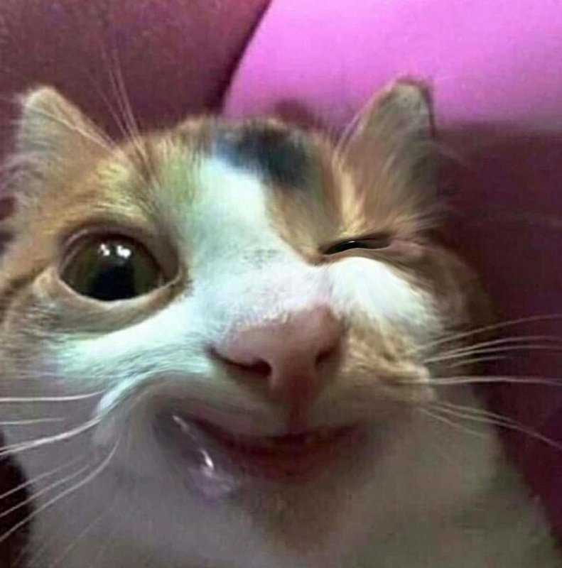 Котик Мем