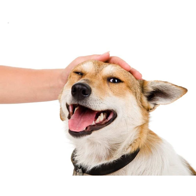 Собаку хвалят