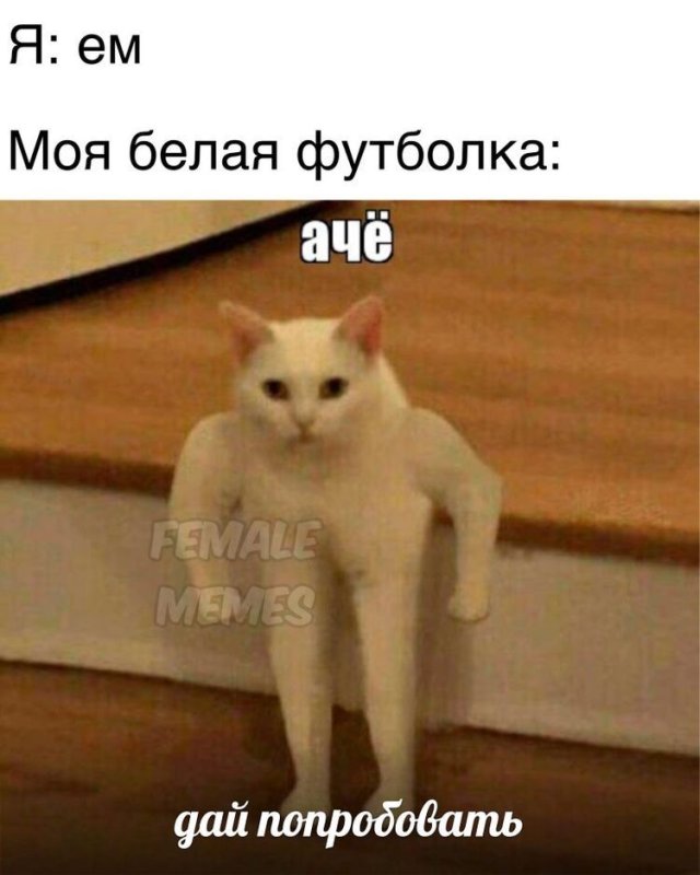 Кот качок Мем