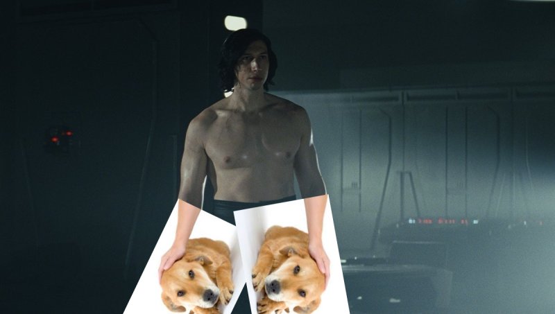 Рука гладит собаку